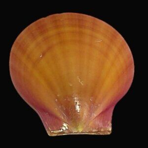 Rare Amusium Obliteratum Linne Sunset Shell Specimen Collectible GEM